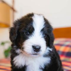 Hoppy - male Australian Mountain Doodle puppy in Lafayette, Missouri from Brick House Farm Doodles