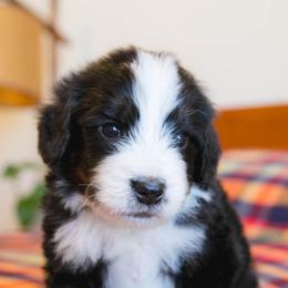 Hoppy - male Australian Mountain Doodle puppy in Lafayette, Missouri from Brick House Farm Doodles