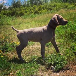 Weimaraner Puppies from Always Faithful Weimaraners