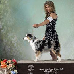 Indy - Miniature American Shepherd