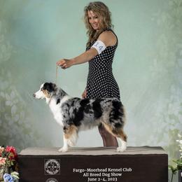Indy - Miniature American Shepherd