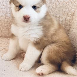 Pomsky Puppies from Blue Heaven Pomsky