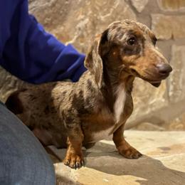 Molly - Dachshund