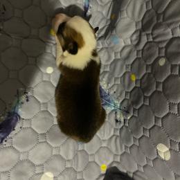 Pink - White and red female Pembroke Welsh Corgi puppy in Beulaville, North Carolina from Windy Acres Pembroke Welsh