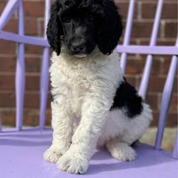 Matthew - Parti male Poodle puppy in Houston, Texas from McEnery Standard Poodles
