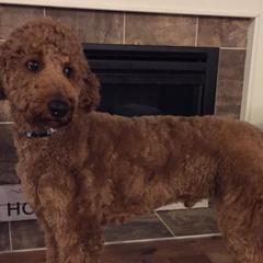 Goldendoodle, Poodle, and Sheepadoodle All Grown Up from Finger Lakes Doodles