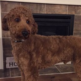 Goldendoodle, Poodle, and Sheepadoodle All Grown Up from Finger Lakes Doodles