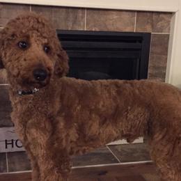 Goldendoodle, Poodle, and Sheepadoodle All Grown Up from Finger Lakes Doodles