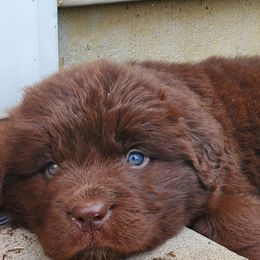 Izzy - Brown female Newfoundland puppy in Winfield, Pennsylvania from Najuananlo Newfoundlands
