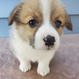 Pembroke Welsh Corgi Puppies from Cozy Corgi Ranch