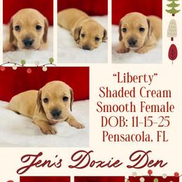Liberty - The NYC Litter - Cream female Dachshund puppy in Pensacola, Florida from Jen's Doxie Den
