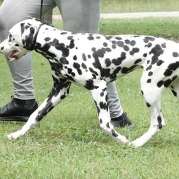 Dalmatians from Calvary's Dalmatians