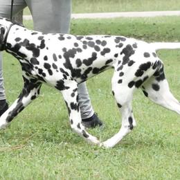 Dalmatians from Calvary's Dalmatians