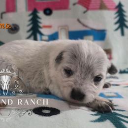 Velma - Blue female Australian Cattle Dog puppy in Silsbee, Texas from Rockin ND Ranch