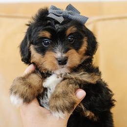 Female Mini Multigenerational Bernedoodle 'Bo Peep' Gray Collar - Tri-color female Bernedoodle puppy in Kamas, Utah from A + E Farms