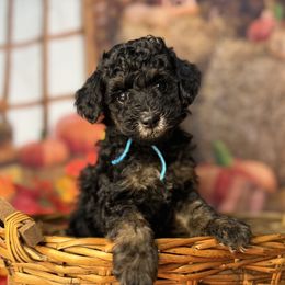 Fred, Blue Colllar - Phantom male Goldendoodle puppy in Lake Panasoffkee, Florida from Donnas Deluxe Doodles LLC