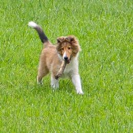 Shetland Sheepdog All Grown Up from Costa Del Sol Shelties