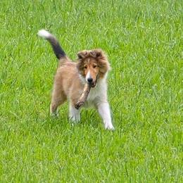 Shetland Sheepdog All Grown Up from Costa Del Sol Shelties