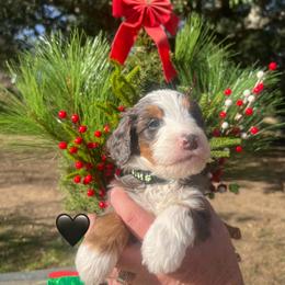 Cupid - Blue merle male Bernedoodle puppy in Temecula, California from Country Hills Doodles