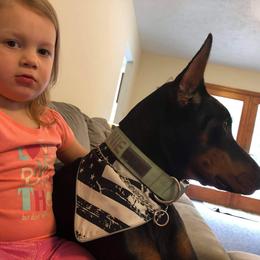 Doberman Pinscher Puppies from Imperium Dobermann Kennel