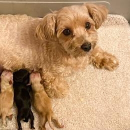 Havanese Puppies from Green Gables Havanese