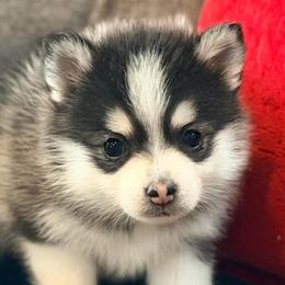 Ariya's Blk WHT girl - Black and white female Pomsky puppy in Enid, Oklahoma from Mile Hi Pomskies