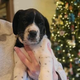 German Shorthaired Pointers from Wilson Farm GSPs