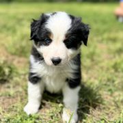 Border Collie and Sporty Mix Puppies from Riverside Collies-n-Critters