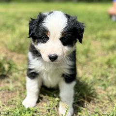 Border Collie and Sporty Mix Puppies from Riverside Collies-n-Critters