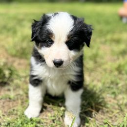 Border Collie and Sporty Mix Puppies from Riverside Collies-n-Critters