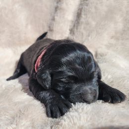 Goldendoodles from Pinkdoodle Tails