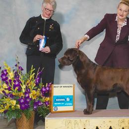 Labrador Retriever Puppies from Endless Mt. Labradors