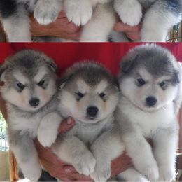 Alaskan Malamute Puppies from Kalamals