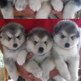 Alaskan Malamute Puppies from Kalamals