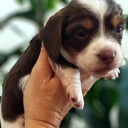 Dachshund Puppies from Ruff Life Dachshunds