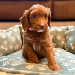Bonbon - Red female Australian Labradoodle puppy in Summerfield, North Carolina from Four Oaks Labradoodles