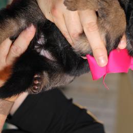German Shepherd Puppies from Broward Shepherds