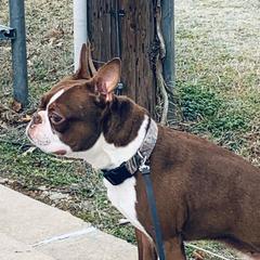French Bulldogs from Miller's Kennels