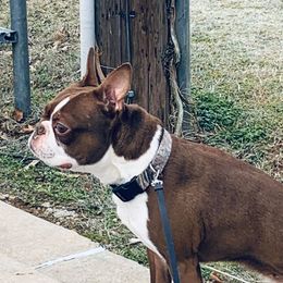 French Bulldogs from Miller's Kennels