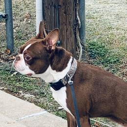 French Bulldogs from Miller's Kennels