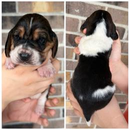 Female 4 - Black brown and white female Basset Hound puppy in Red Bay, Alabama from Maple Street Bassets