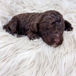 Brown girl one - Chocolate female Labradoodle puppy in Davison, Michigan from Dreaming Doodles