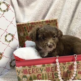 Juniper - Red & white female Australian Shepherd puppy in Waxahachie, Texas from Volks Aussies