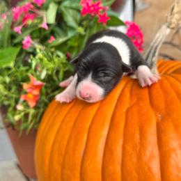 Girl 1 - black-white - Black and white female Border Collie puppy in Minden, Iowa from Rocking N Registered Border Collies & Labradors