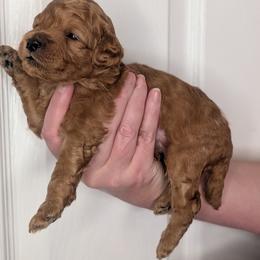 Yellow Boy - red coat - Red male Whoodle puppy in Kalispell, Montana from Countryman Whoodles