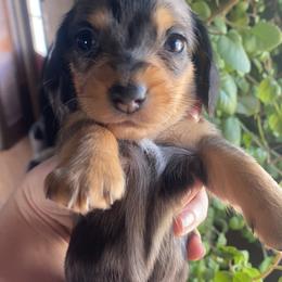 Dachshund Puppies from LPS weenies