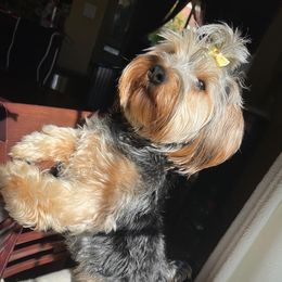 Capi - Yorkshire Terrier