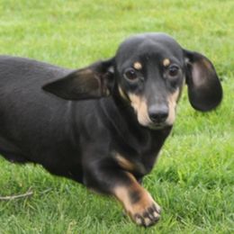 Hayley - Dachshund