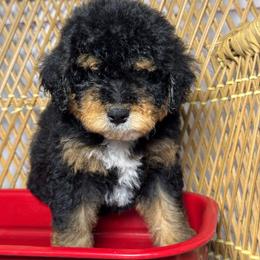 Male 2 - Tri-color male Bernedoodle puppy in Belgreen, Alabama from Scott’s Farm Poodles and Doodles