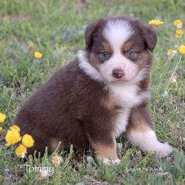 Tommy - Red tri male Miniature Australian Shepherd puppy in Evant, Texas from Lazy VT Bar Ranch